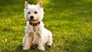 West highland white terrier - white terrier popis